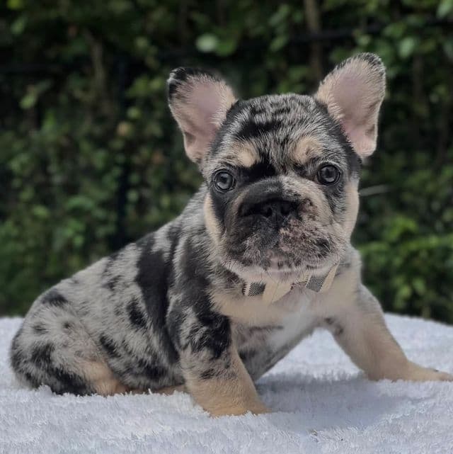 Pepper Big Rope - French Bulldog Male