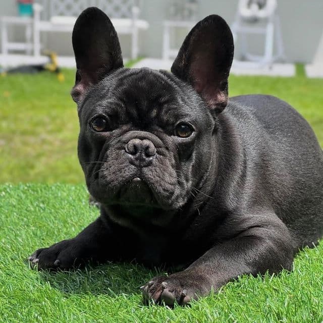Arthur - French Bulldog Male