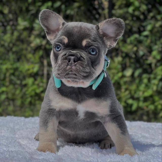 PETER - French Bulldog Male