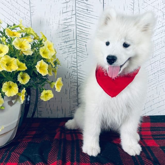 Barney - Samoyed Male