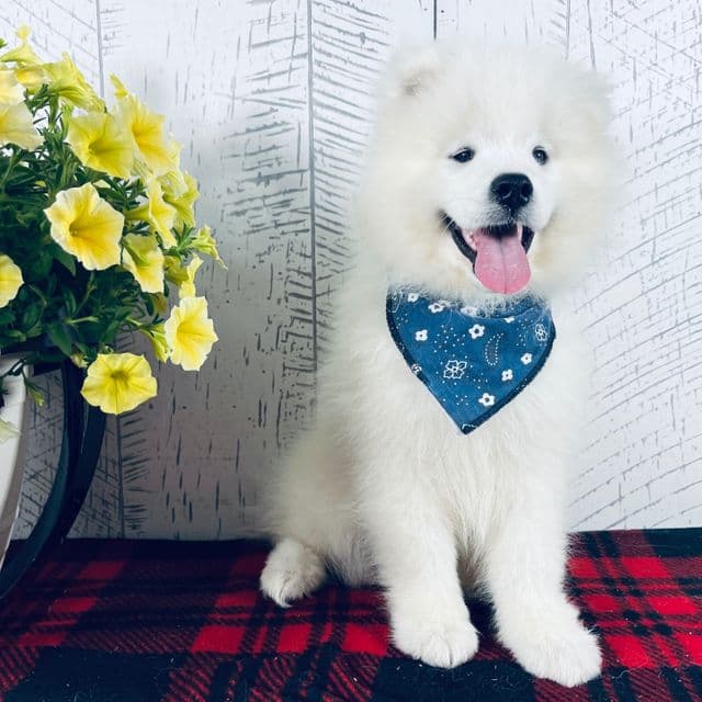 Dozer - Samoyed Male