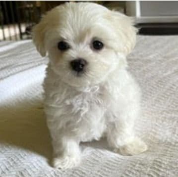 Boy B - Mal-Shih Male