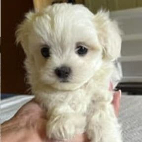 Boy C - Mal-Shih Male