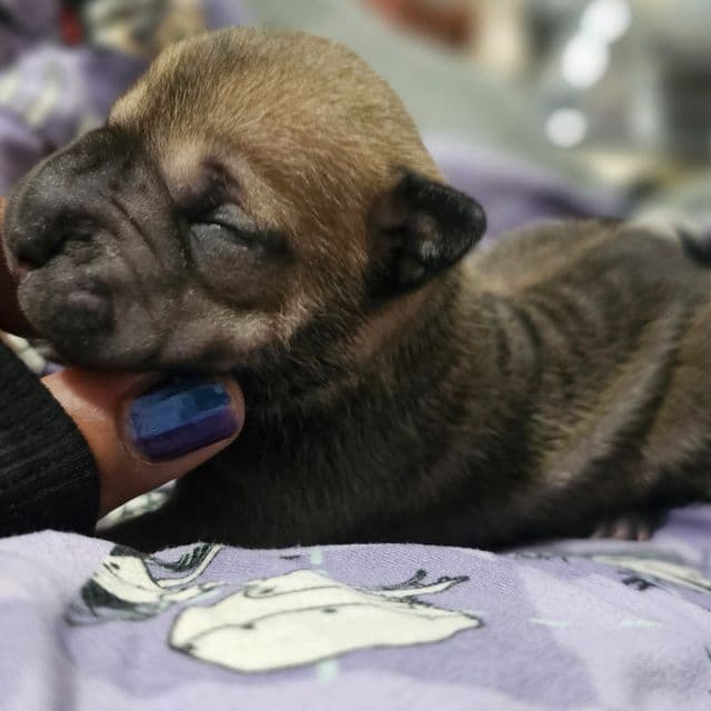 Tortellini - Chinese Shar-Pei Female