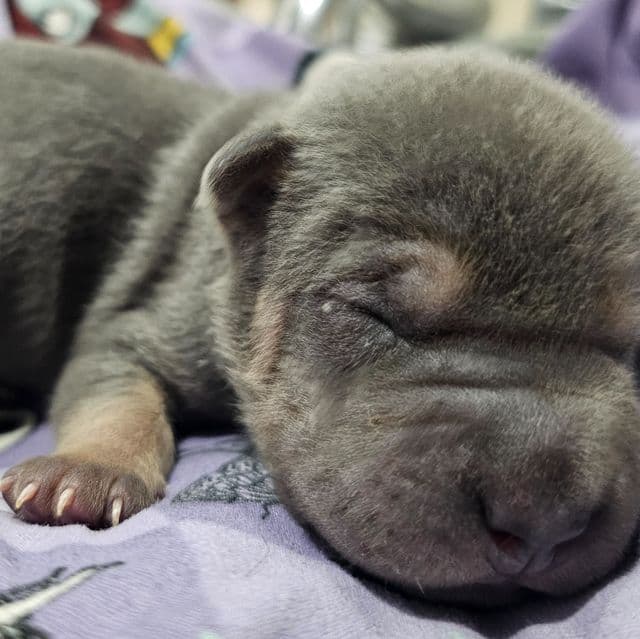 Linguine - Chinese Shar-Pei Male