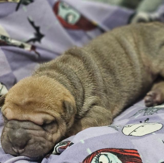 Spaghetti - Chinese Shar-Pei Female