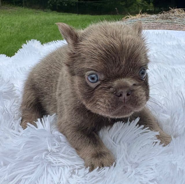 Rocky  - French Bulldog Male
