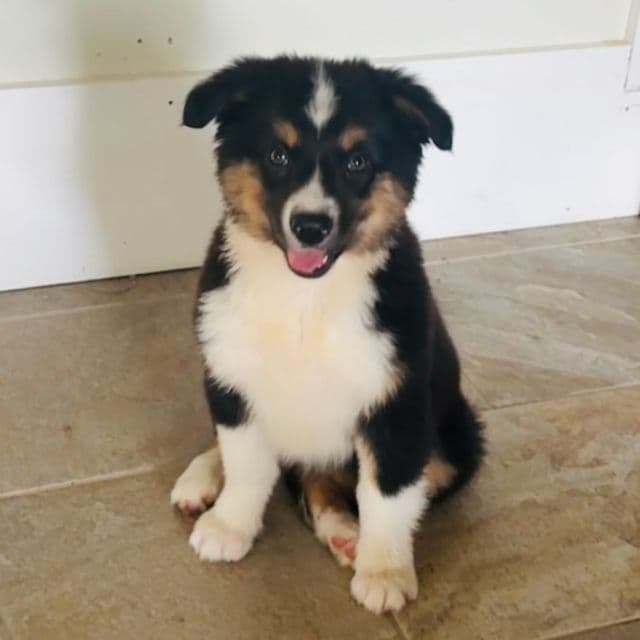 Demi - Australian Shepherd Female