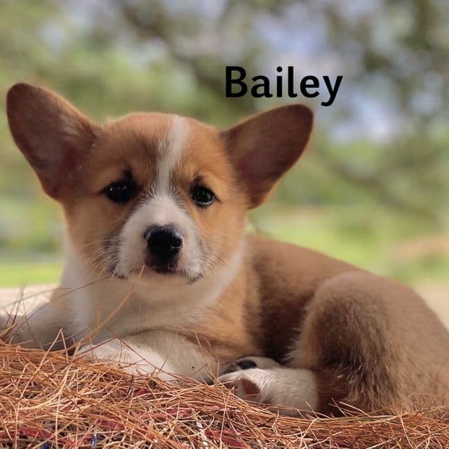 Bailey - Cardigan Welsh Corgi Female