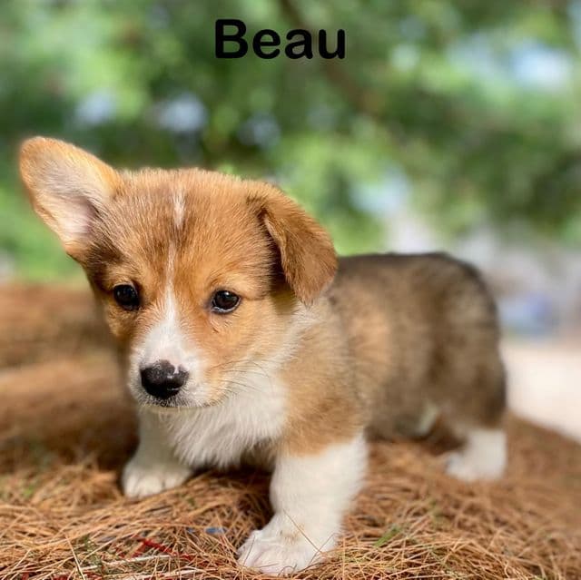 Beau - Cardigan Welsh Corgi Male