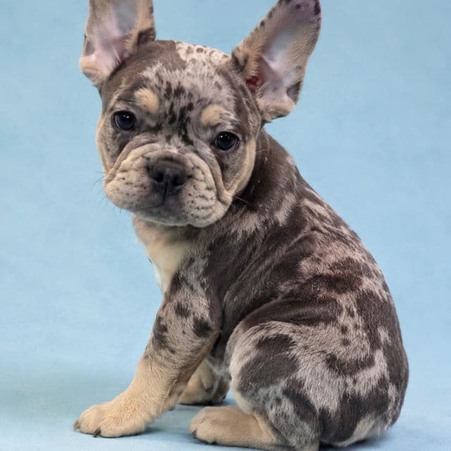Tank - French Bulldog Male