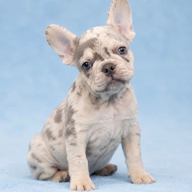 Playboy - French Bulldog Male
