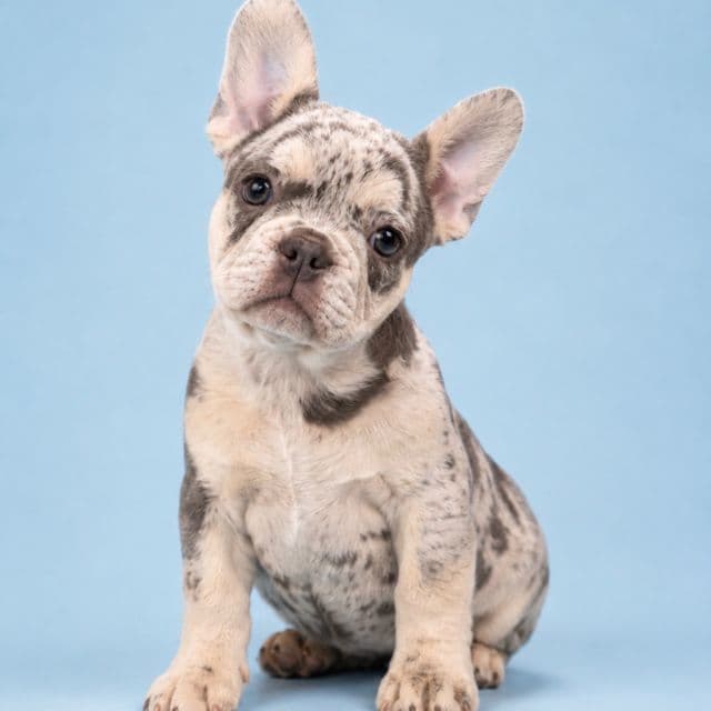 Me me  - French Bulldog Female