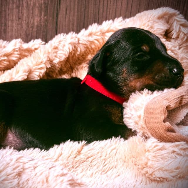 Knox - Doberman Pinscher Male