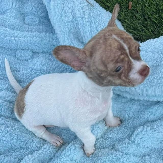 Seth - Chihuahua Male