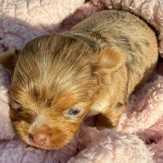 Mabel - Chihuahua Female