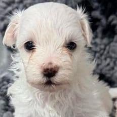 Gus - Maltese Male