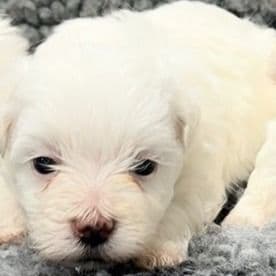 Griffin - Maltese Male