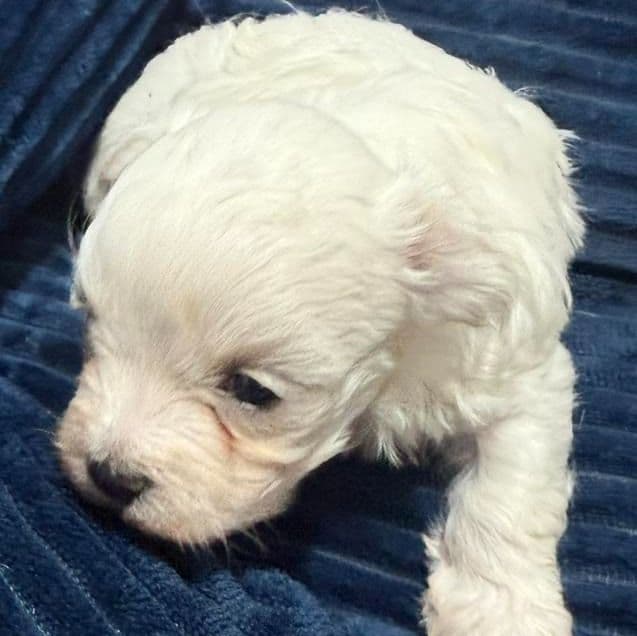 Eddie - Maltese Male
