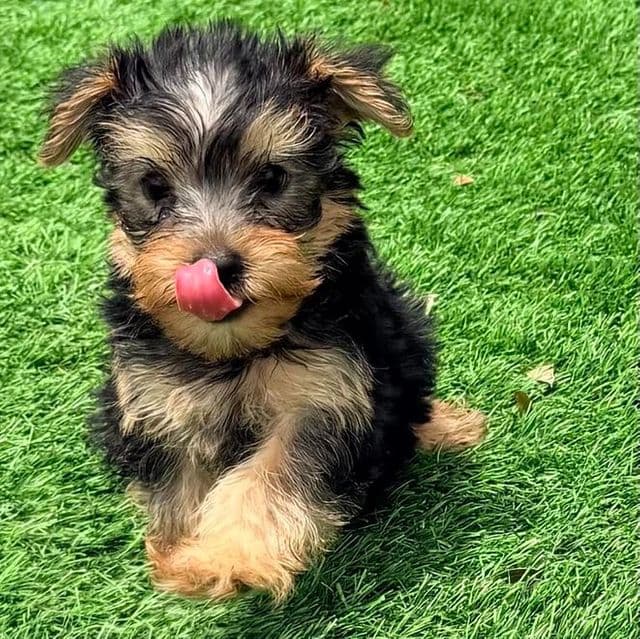 Lenny - Yorkshire Terrier Female