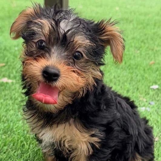 Lindy - Yorkshire Terrier Female