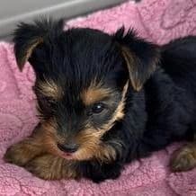 Betsy - Yorkshire Terrier Female