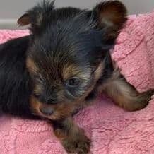 Annie - Yorkshire Terrier Female