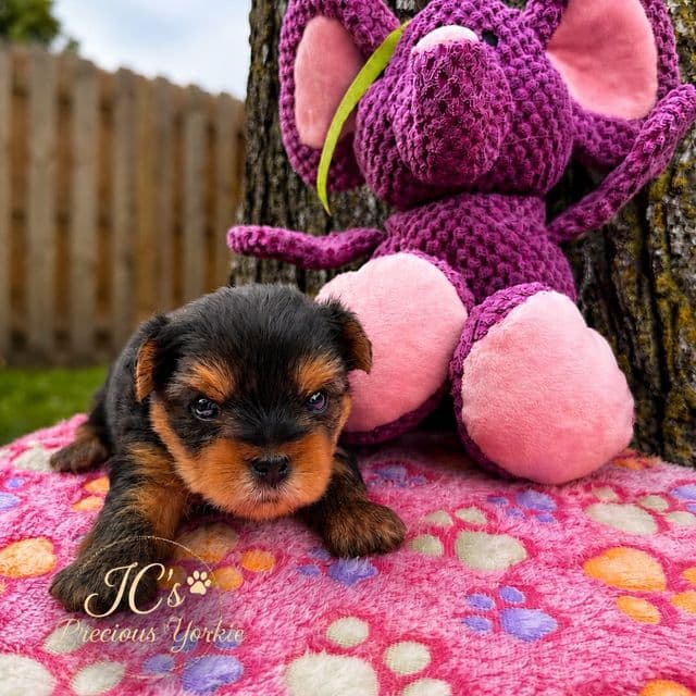 Whitney - Yorkshire Terrier Female