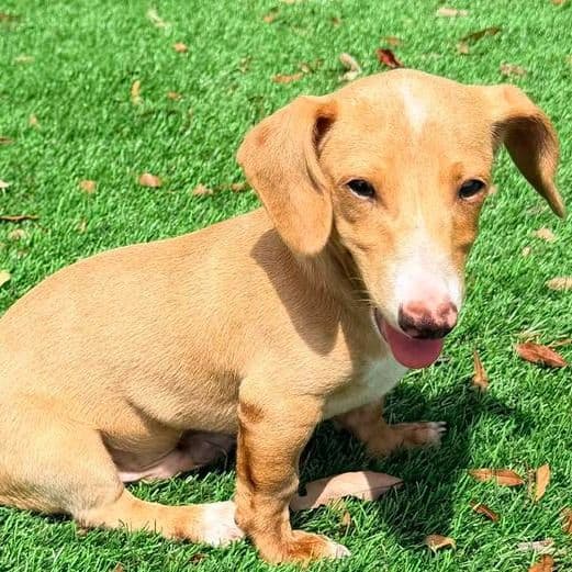 Davy - Dachshund Male