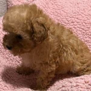 Gia - Toy Poodle Female