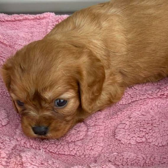 Ruby - Cavalier King Charles Spaniel Female