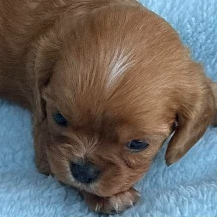 Robbie - Cavalier King Charles Spaniel Male