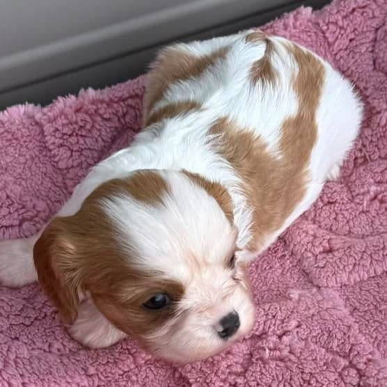 Rosie - Cavalier King Charles Spaniel Female