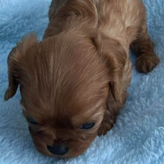 Rory - Cavalier King Charles Spaniel Male