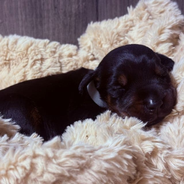 Ghost - Doberman Pinscher Male