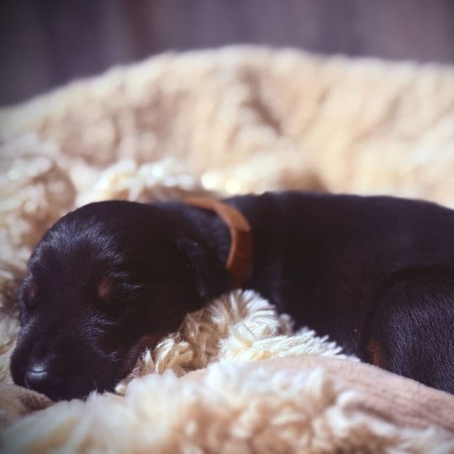 Kodiak - Doberman Pinscher Male