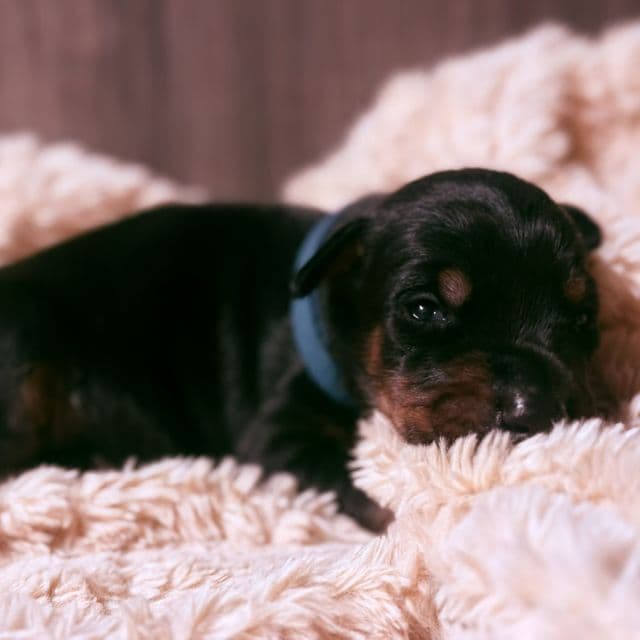 Jett - Doberman Pinscher Male