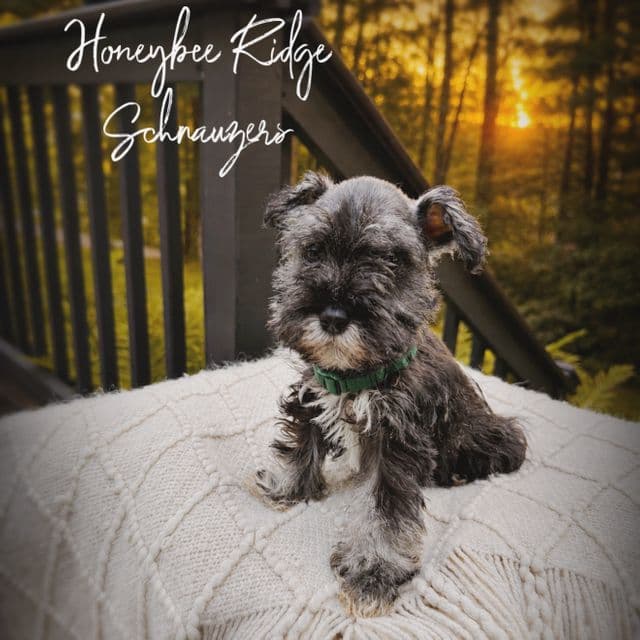 Akc Bo - Miniature Schnauzer Male