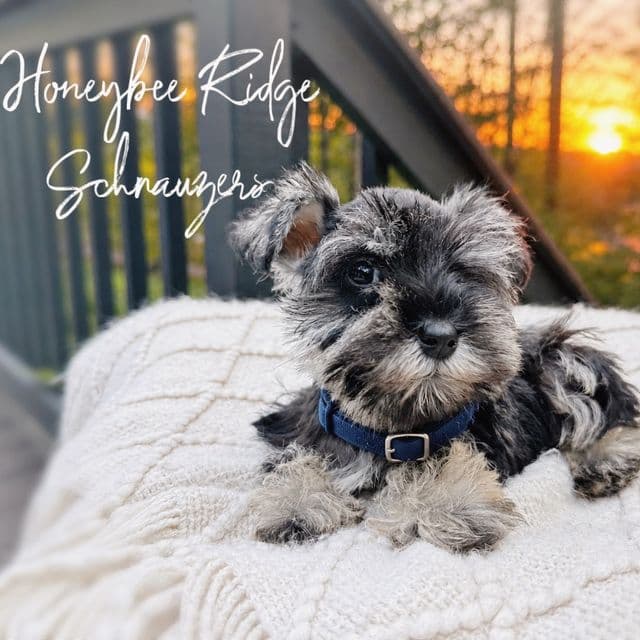 Akc Duke - Miniature Schnauzer Male