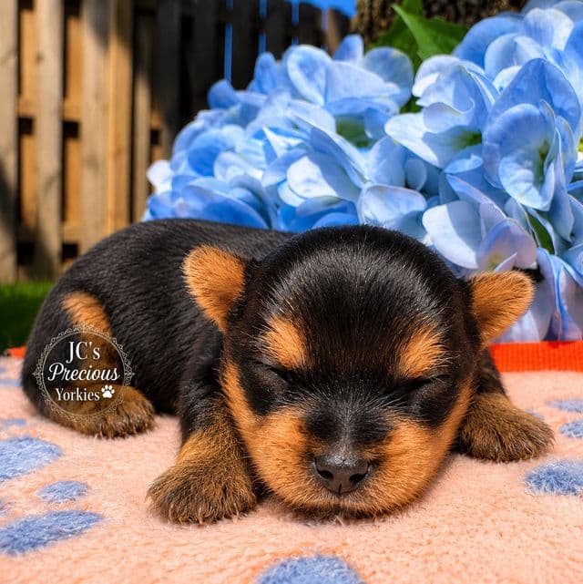 Zeus - Yorkshire Terrier Female