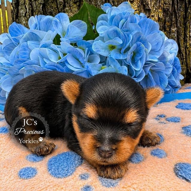 Ziggy - Yorkshire Terrier Male
