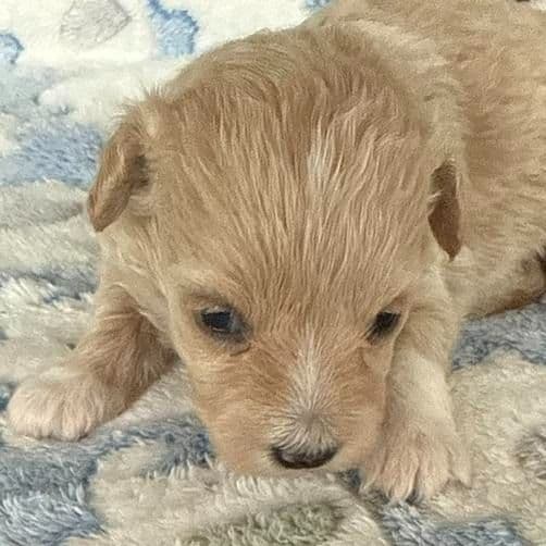 Rolo - Maltipoo Male