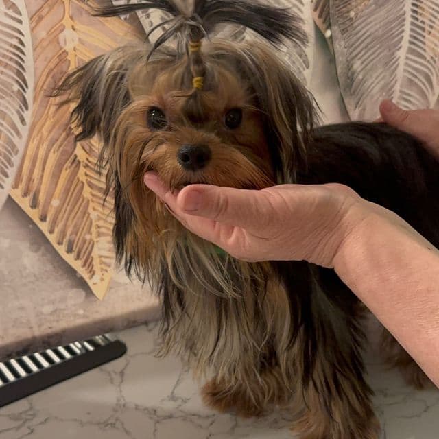 Russian Lexx - Yorkshire Terrier Male