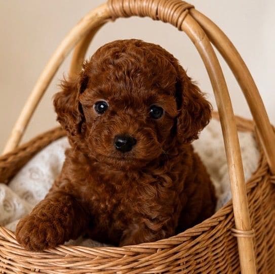 Diamond  - Toy Poodle Female