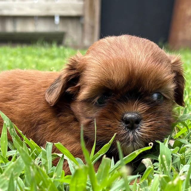 Theodore  - Shih Tzu Male