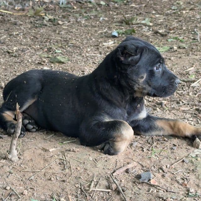 Dewey Riley - Cane Corso Male