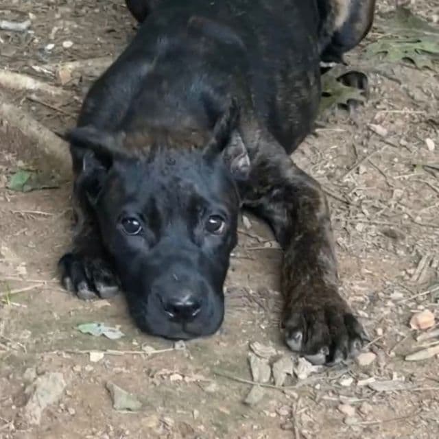 Tatum Riley - Cane Corso Female