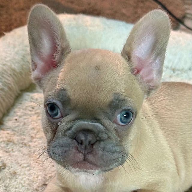 Jada - French Bulldog Female