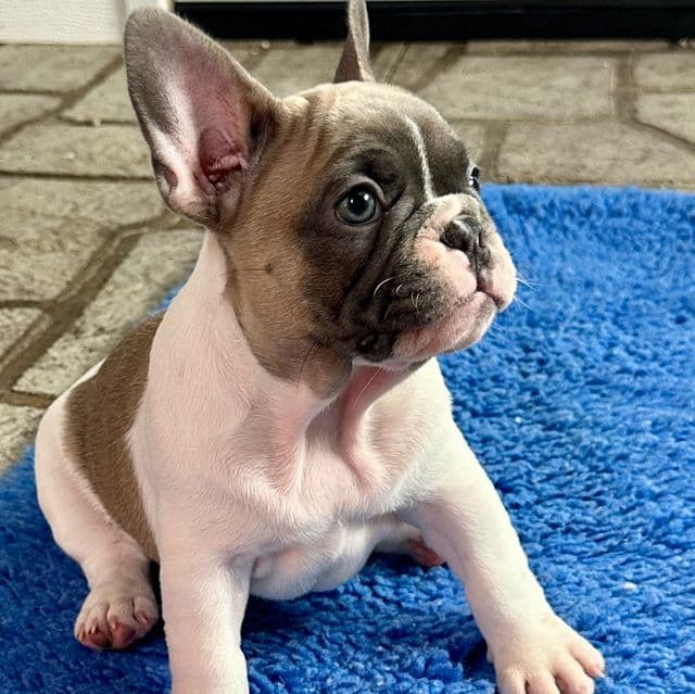 Tootsie - French Bulldog Female