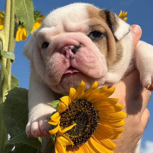 Sunny - English Bulldog Male
